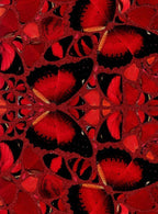 Nūr Jahān – H10-2 (The Empresses)