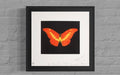 To Love (Butterfly)