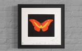 To Love (Butterfly)