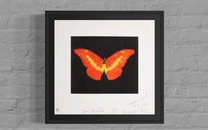 To Love (Butterfly)