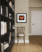 To Love (Butterfly)